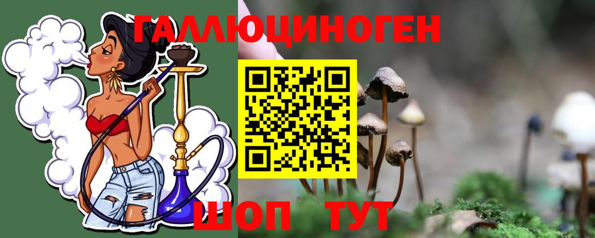 Галлюциногенные грибы Psilocybe Торжок